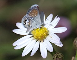 Western Pygmy-Blue 